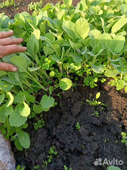 Рассада капусты
