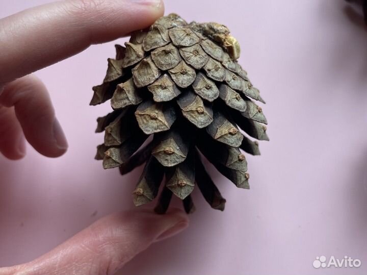 Шишки сосновые