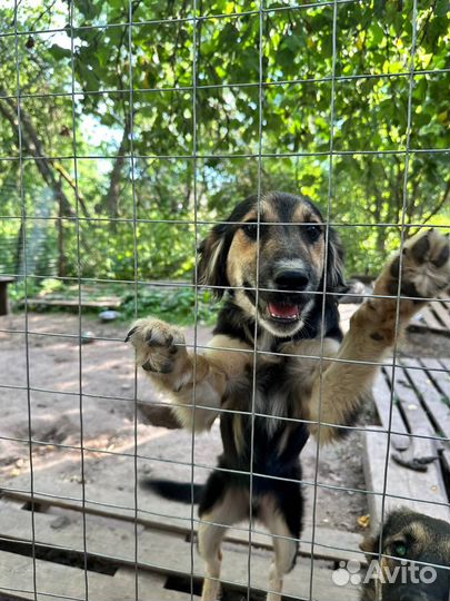 Метис немецкой овчарки