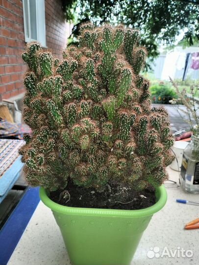 Кактусы и суккуленты