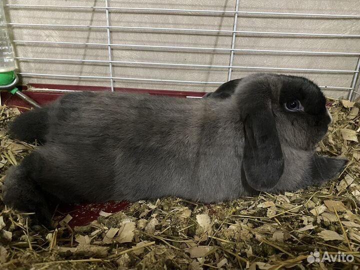 Кролик декоративный карликовый вислоухий баран