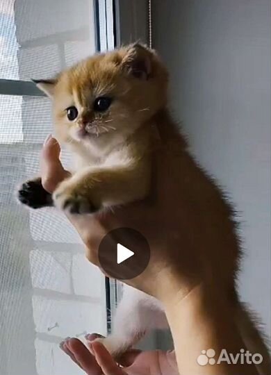 Британская золотая шиншилла с родословной