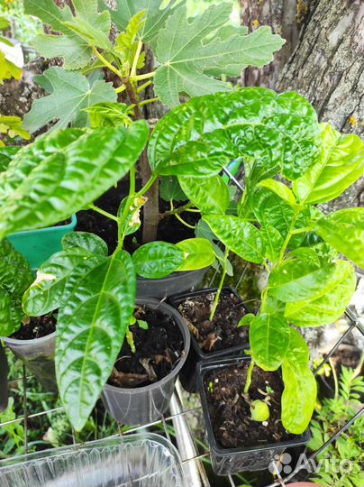 Продам излишки растений из своего сада