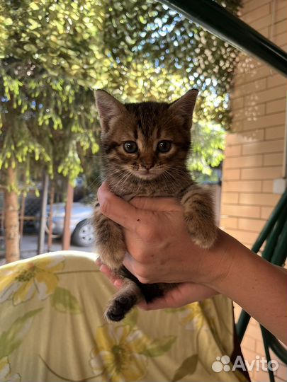 Милая кошечка ищет дом