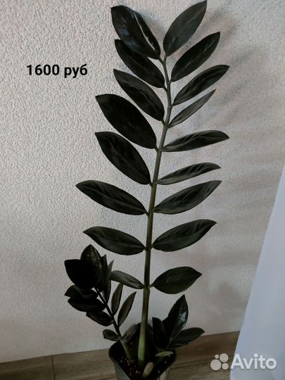 Замиокулькас Черный Равен