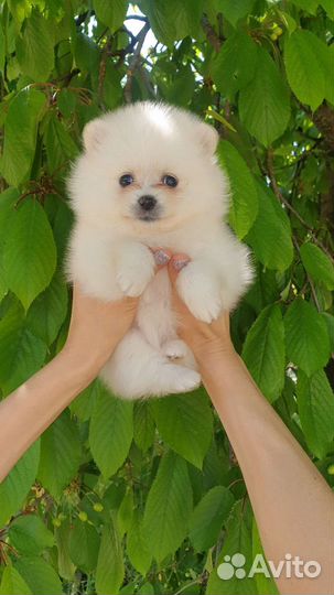 Померанский шпиц мини девочка