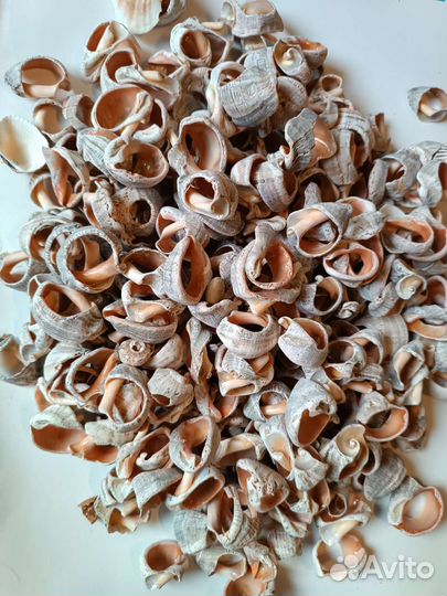 Ракушки морские