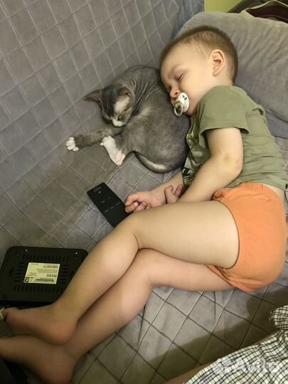 Кот сфинкс браш бесплатно