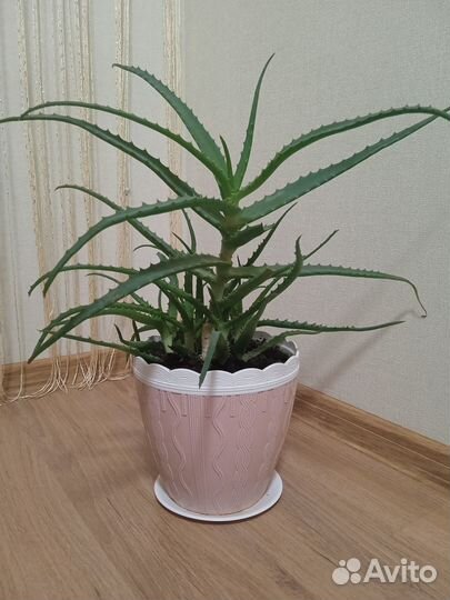 Комнатные цветы алоэ