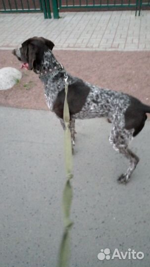 Выгул собак, передержка животных, зооняня