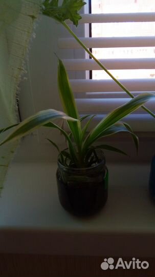 Хлорофитум