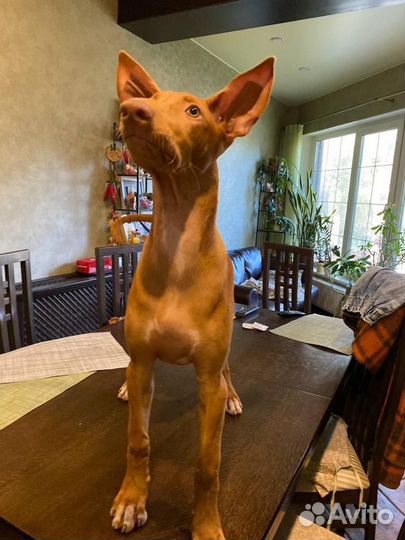 Фараонова собака щенок