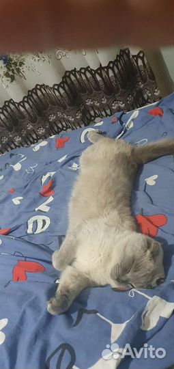 Кот для вязки(Британец)