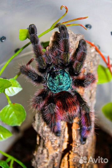 Пауки Птицееды разных видов