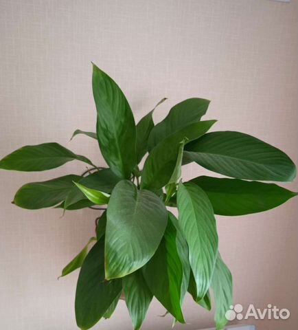 Спатифиллум