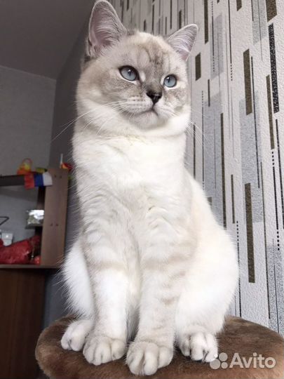 Ищем кота для вязки