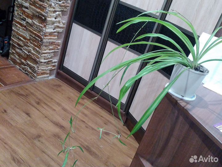 Хлорофитум