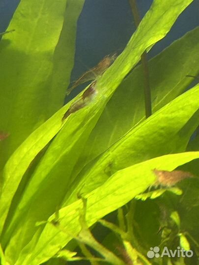 Креветки пресноводные-Вишня