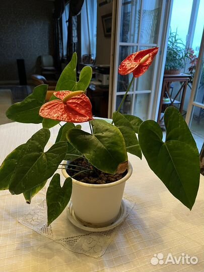 Антуриум д 22 см в 50 см