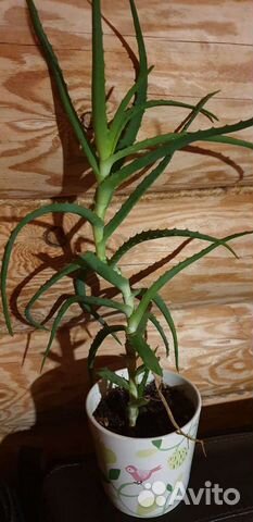 Алоэ вера растение