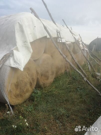 Продам сено в рулонах