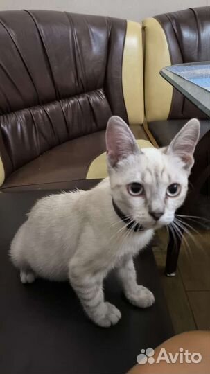 Кот потеряшка