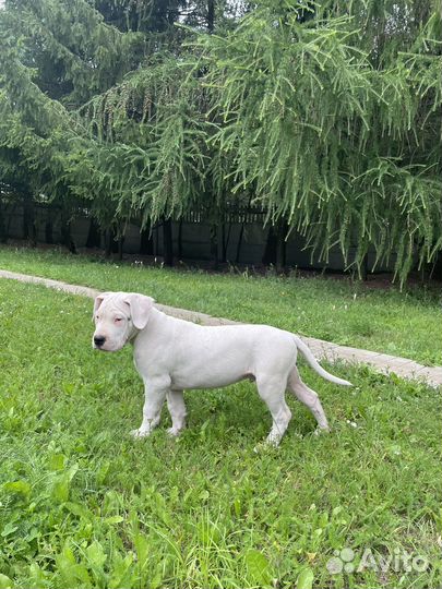 Щенки аргентинского дога