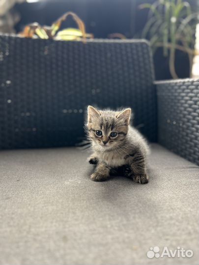 Котята вислоухой кошки