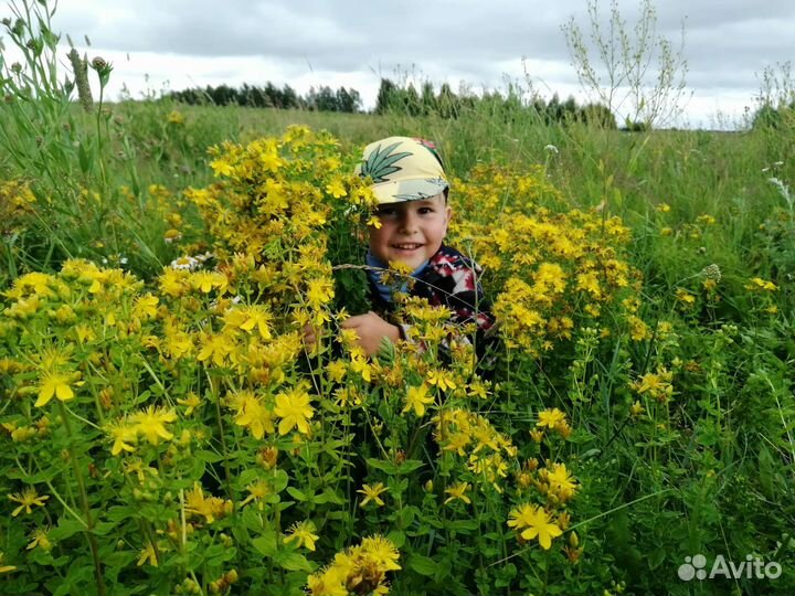 Зверобой сушеный