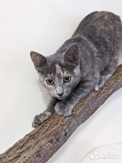 Кошечка в добрые руки