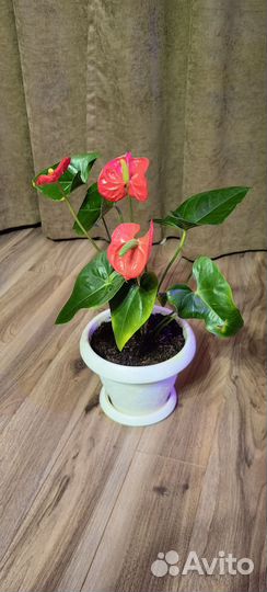 Антуриум домашний цветок в горшке