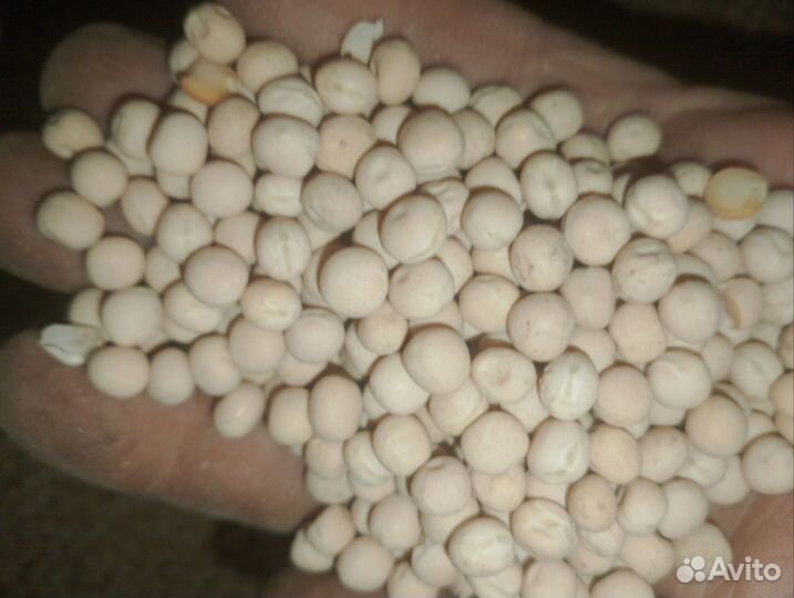 Горох кормовой