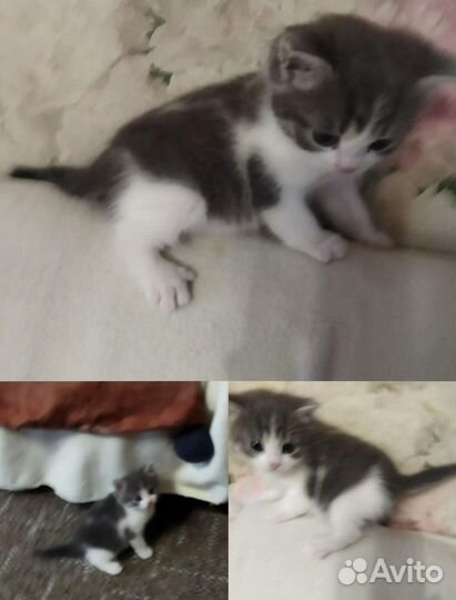 Котёнок в добрые руки