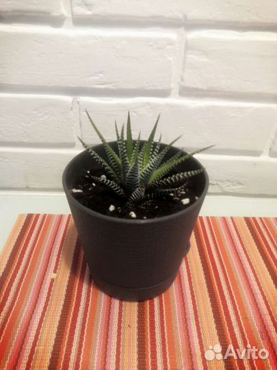 Суккулент Хавортия разные