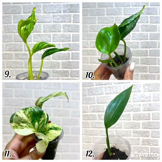 Эпипремнумы сциндапсусы