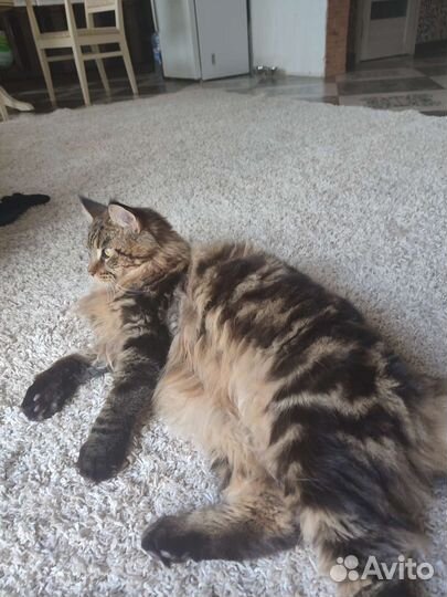 Кот мейн-кун