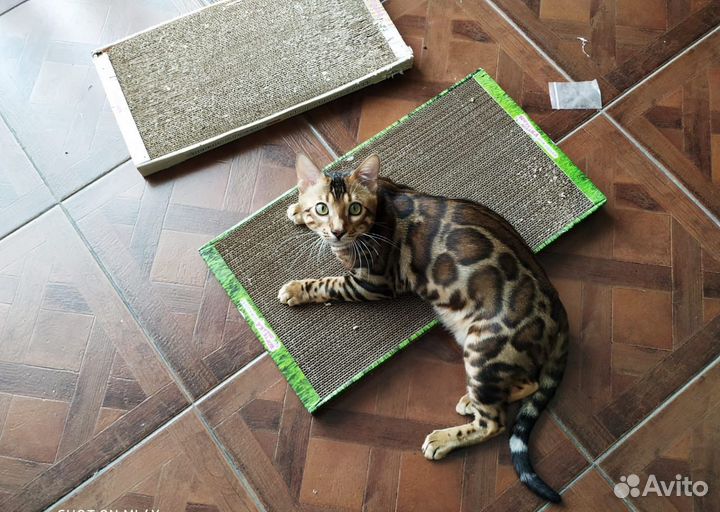 Бенгальский кот