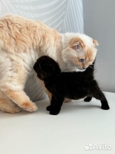 Шотландский котёнок девочка