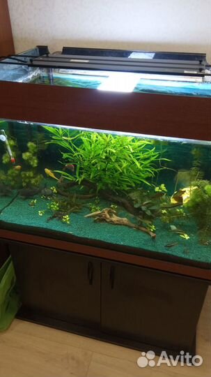 Светодиодный светильник nemolight plant