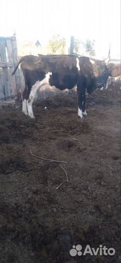 Продаются коровы, тёлки и телята