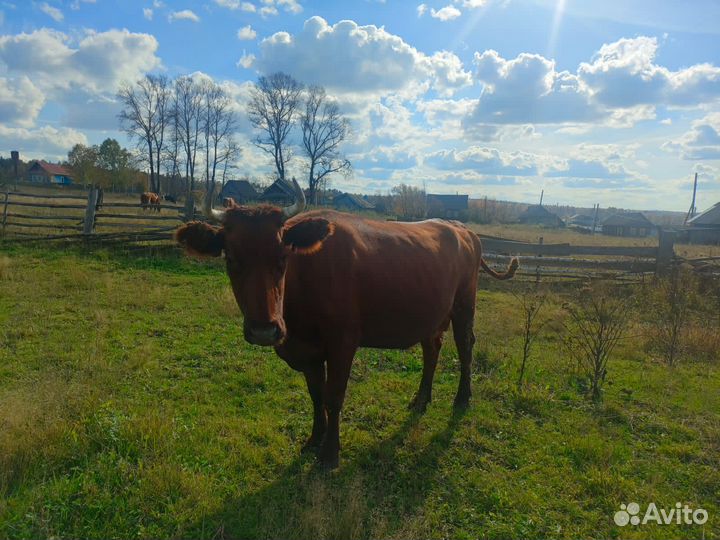 Продается корова