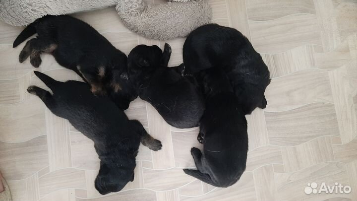 Щенки немецкой овчарки