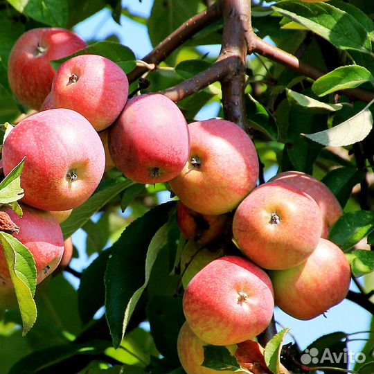 Разнорабочие на сбор яблок(вахта) 15смен