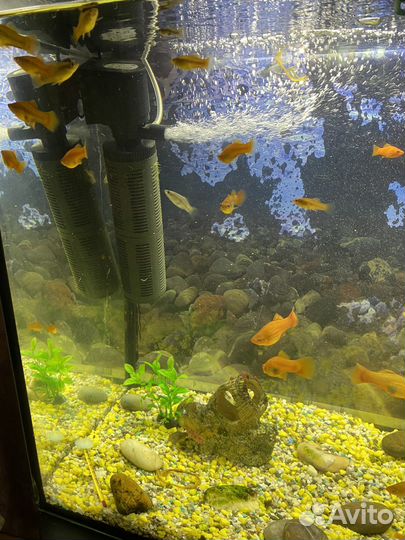 Аквариум с рыбками