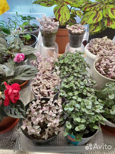 Черенки цветов