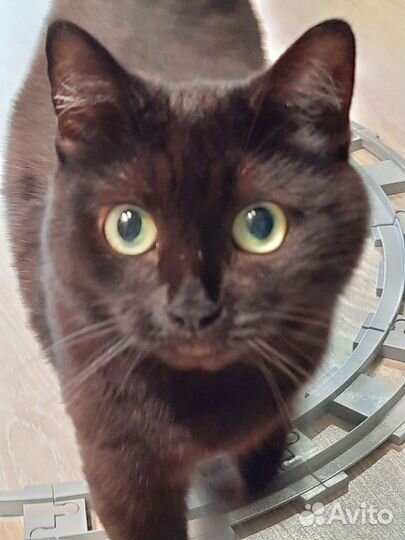 Кошка в дар бесплатно