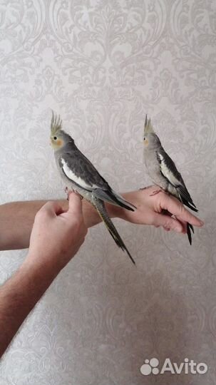 Попугай корелла птенец 2 месяца