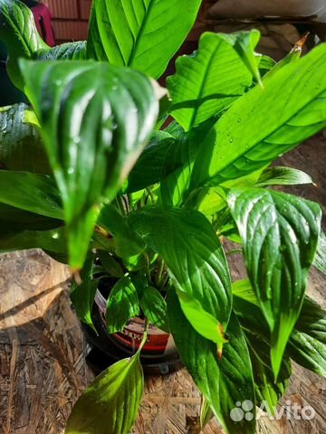 Цветок женское счастье