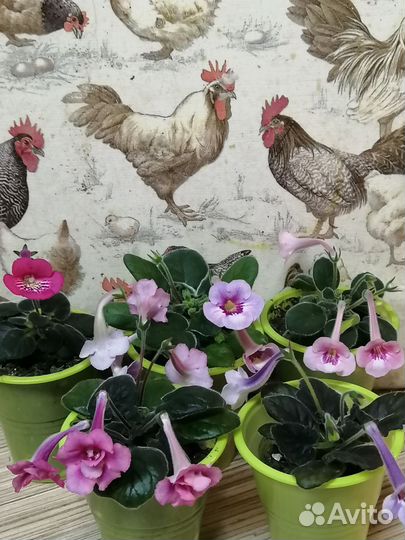 Минисиннингии