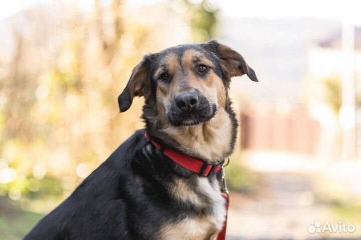 Собака в добрые руки безвозмездно